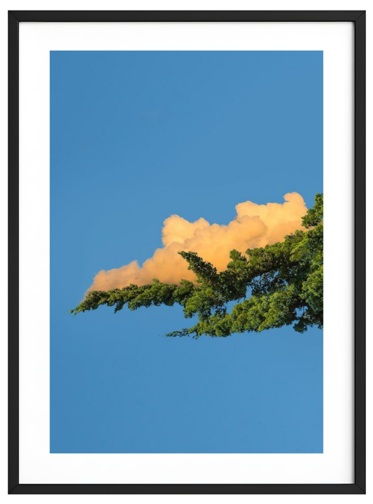 Wolkenblume