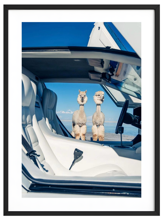 Llamas x Lambo